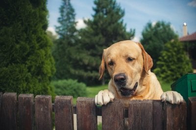 Fences in Bergen County 